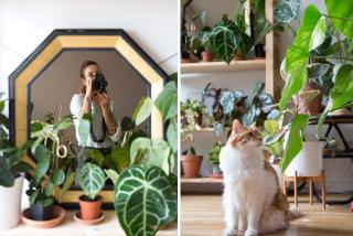 Les conseils de vertbobo pour une décoration avec des plantes vertes