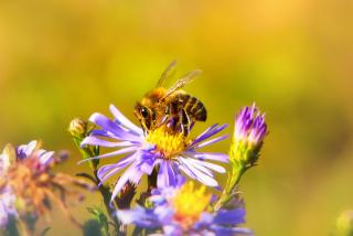 attirer les abeilles dans son jardin grâce aux fleurs mellifères