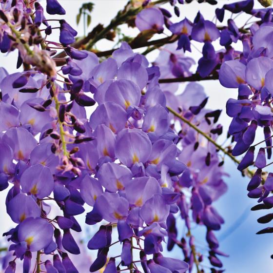 Tout savoir sur la glycine Conseil de jardinage