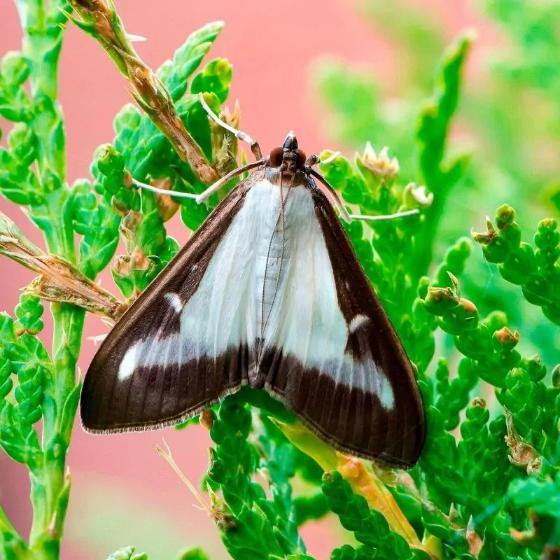 Comment éviter la maladie du buis ? Conseil de jardinage — free download