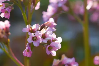 Voici les travaux de jardinage à effectuer au mois de mai.