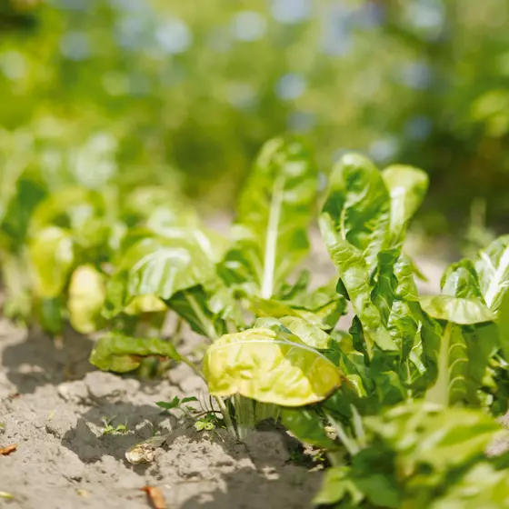 Les différentes variétés de salades se mettent en terre en mai pour vous régaler très bientôt.