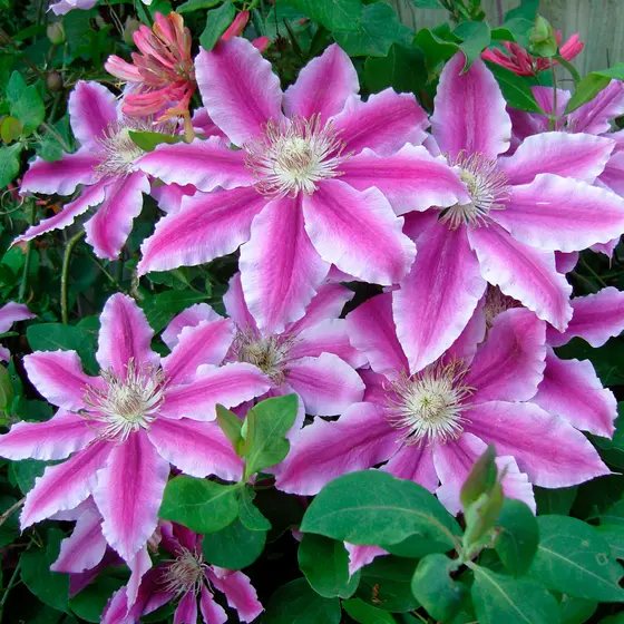 La clématite est l’une des plantes grimpantes qui peut être multipliée au mois de mai.