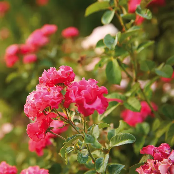 Les roses fleurissent et embaument enfin le jardin au mois de mai.