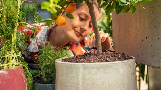 Arrosage automatique : Le guide complet pour l'installer dans son jardin
